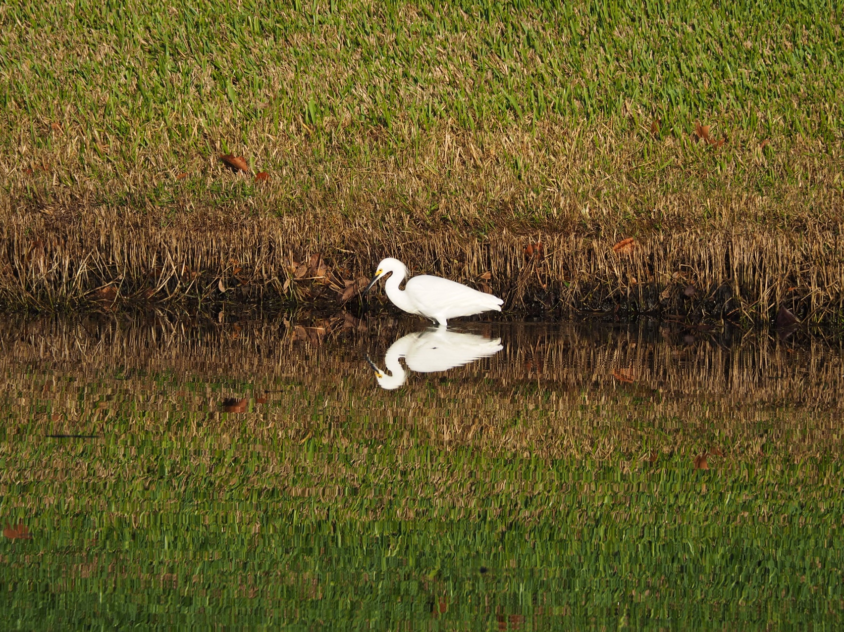 Snowy Egret picture