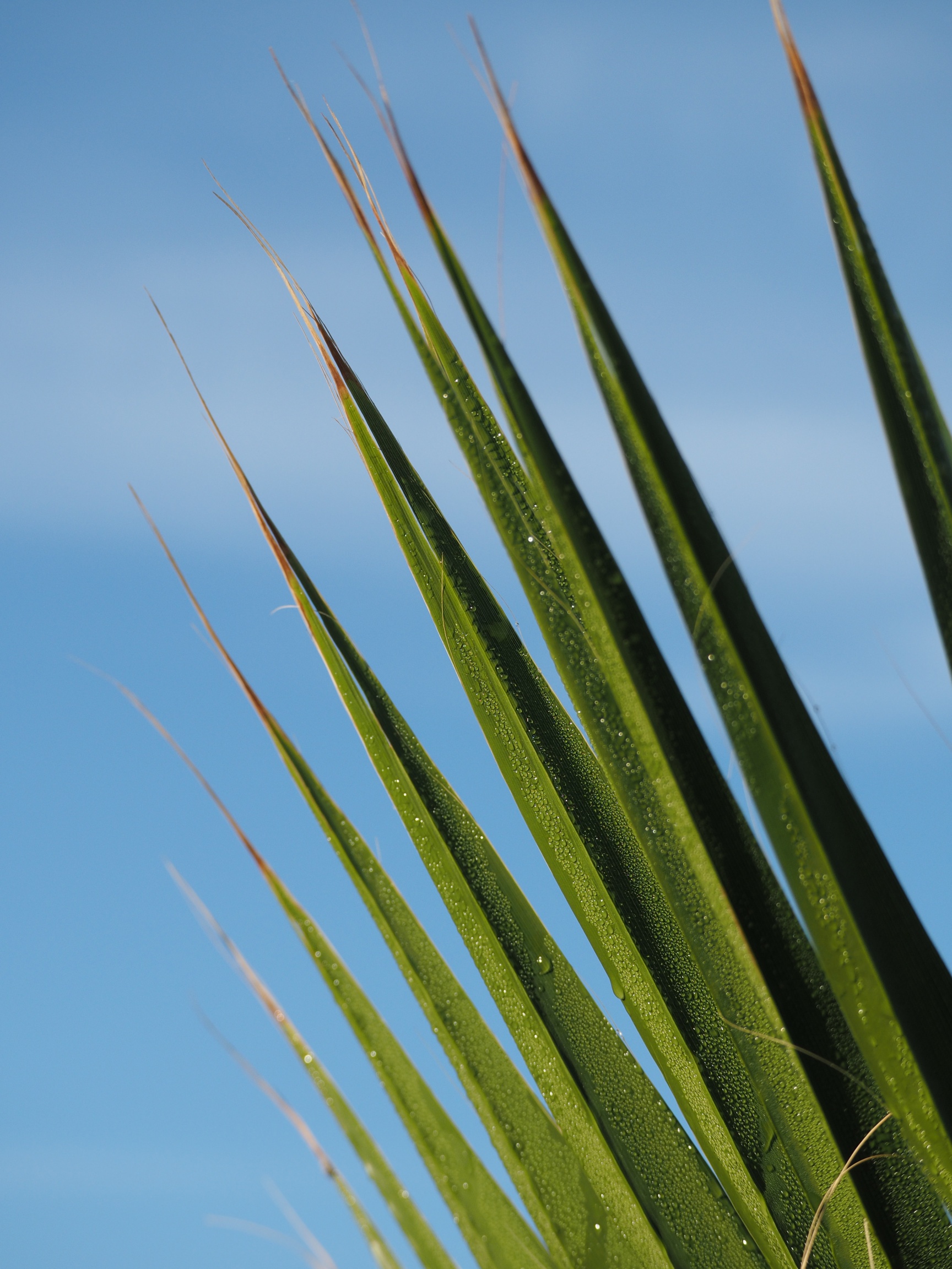Palm frond against sky picture