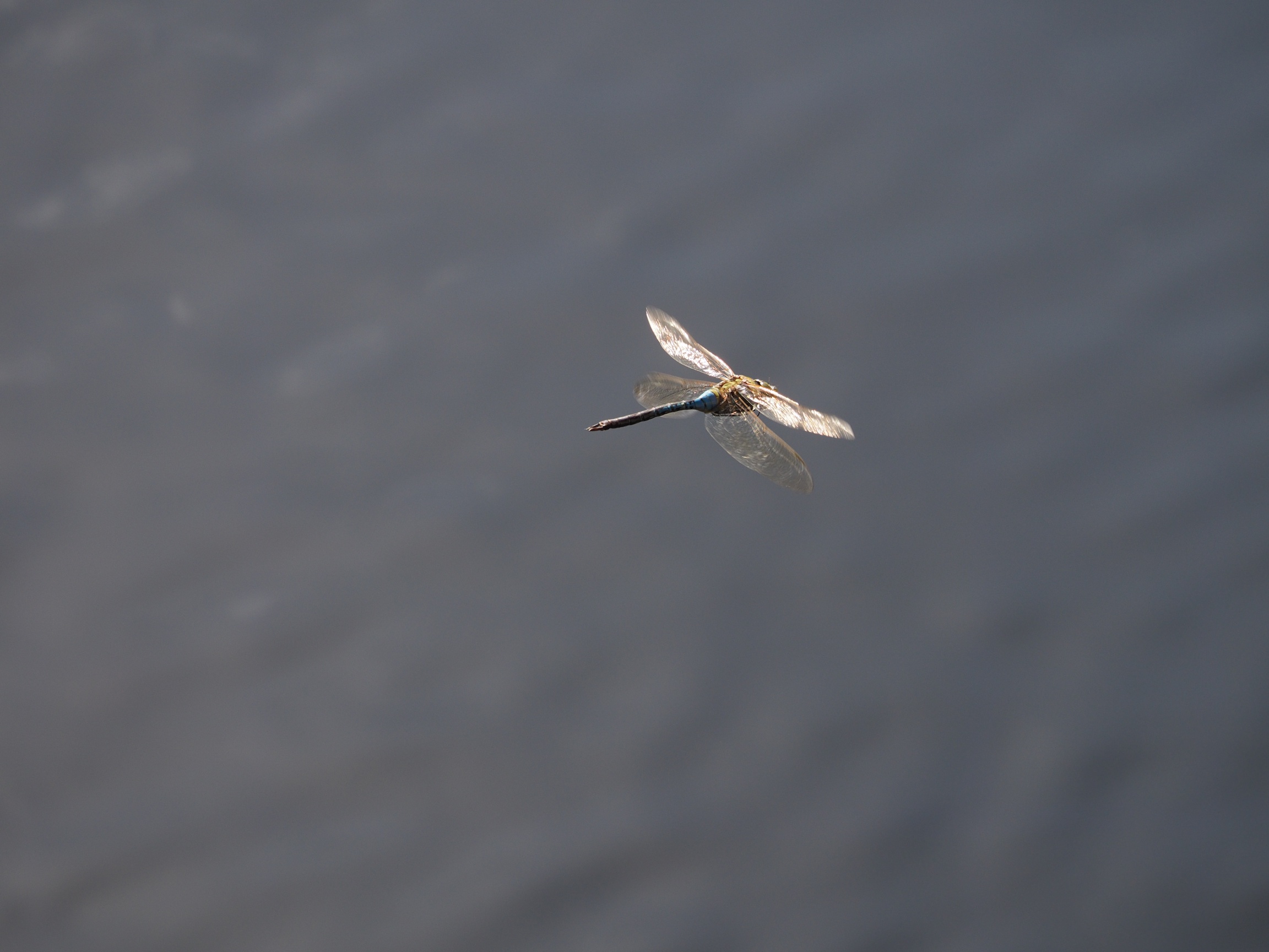 Dragonfly in flight picture