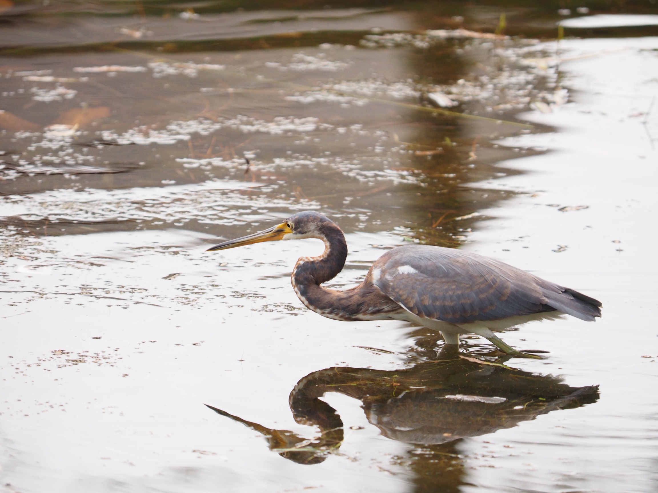 Photograph of a Tricolored Heron