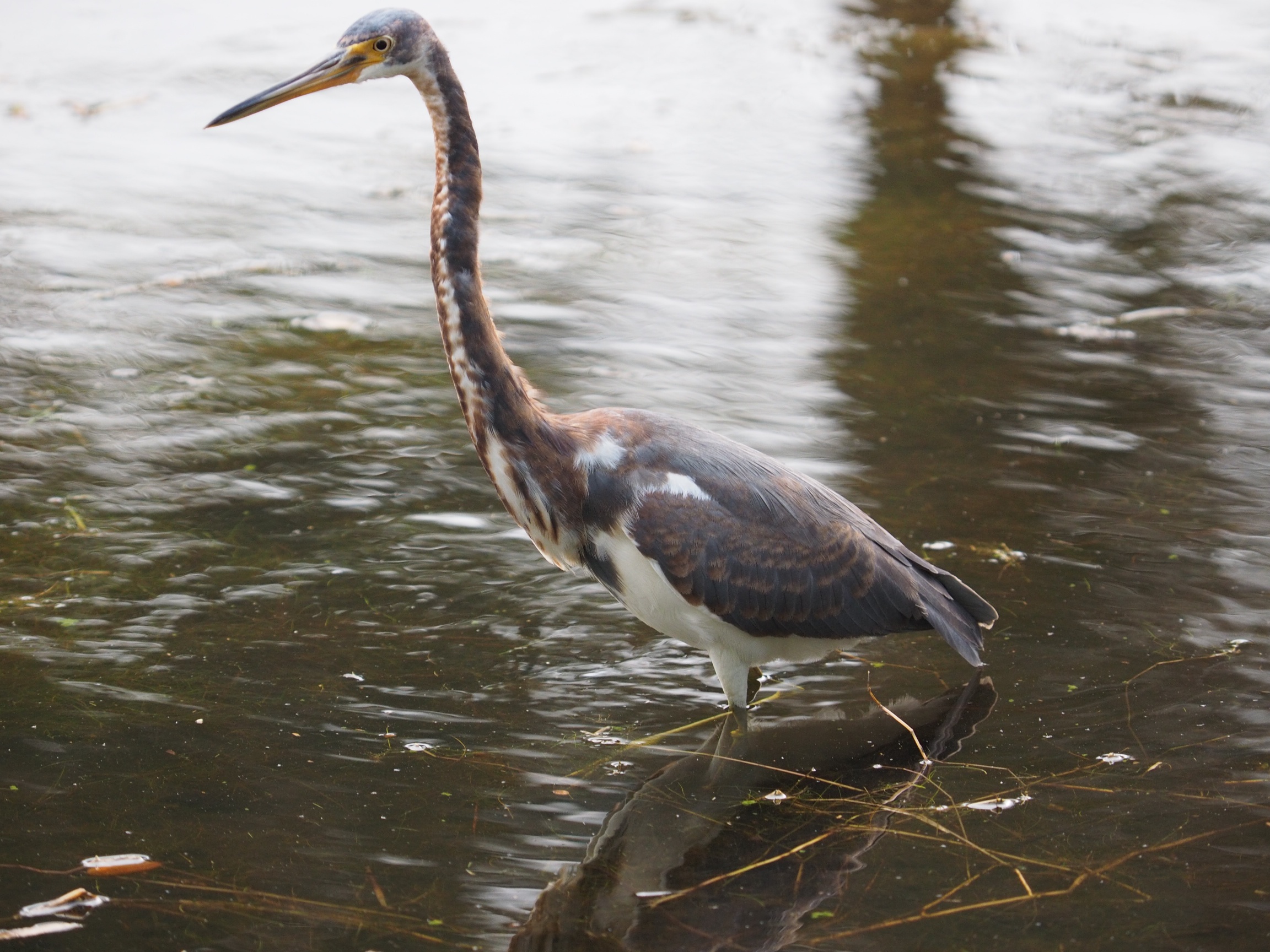 Photograph of a Tricolored Heron