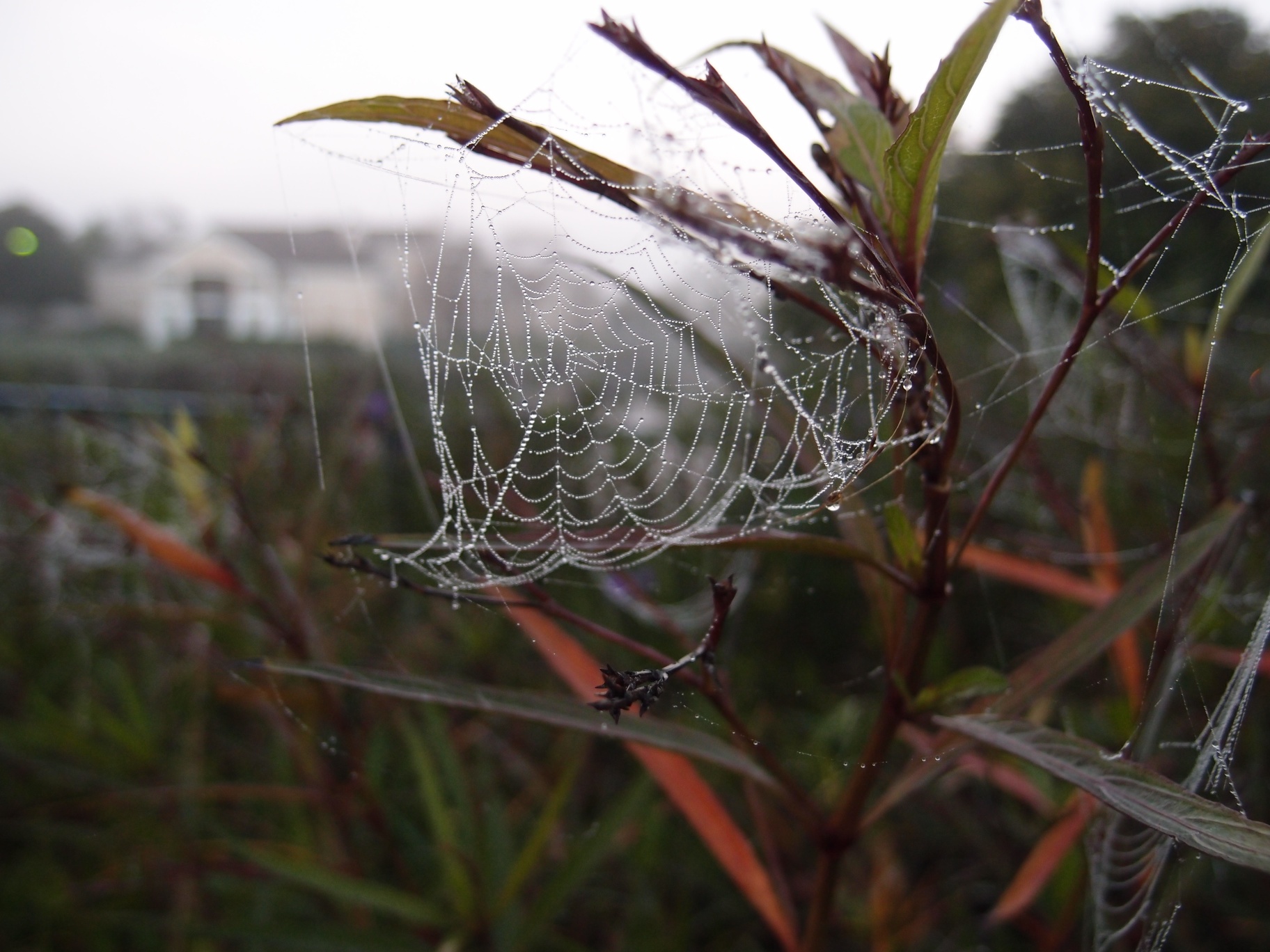 Dew drops on spider web
