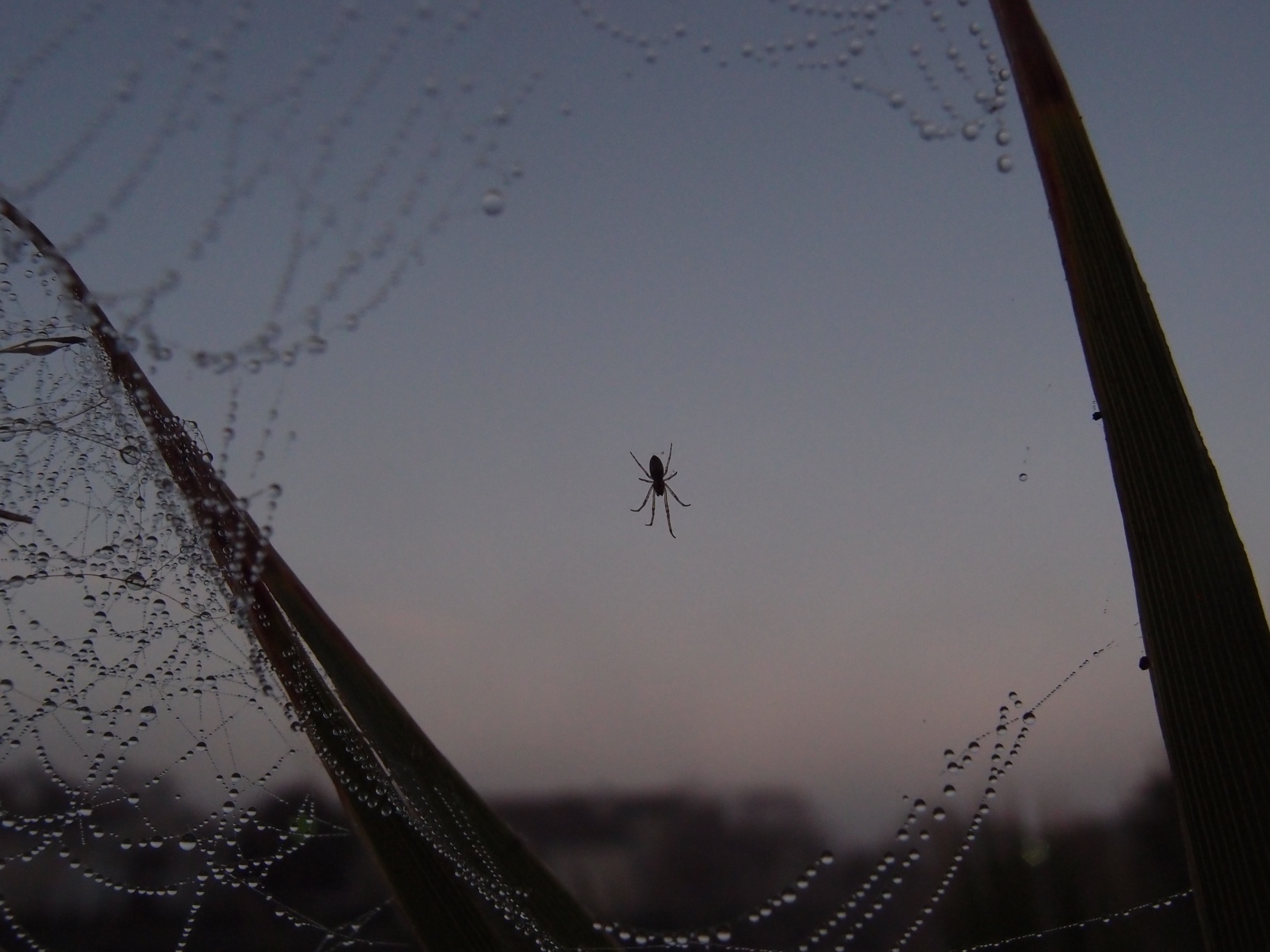 Spider silhouette in web.