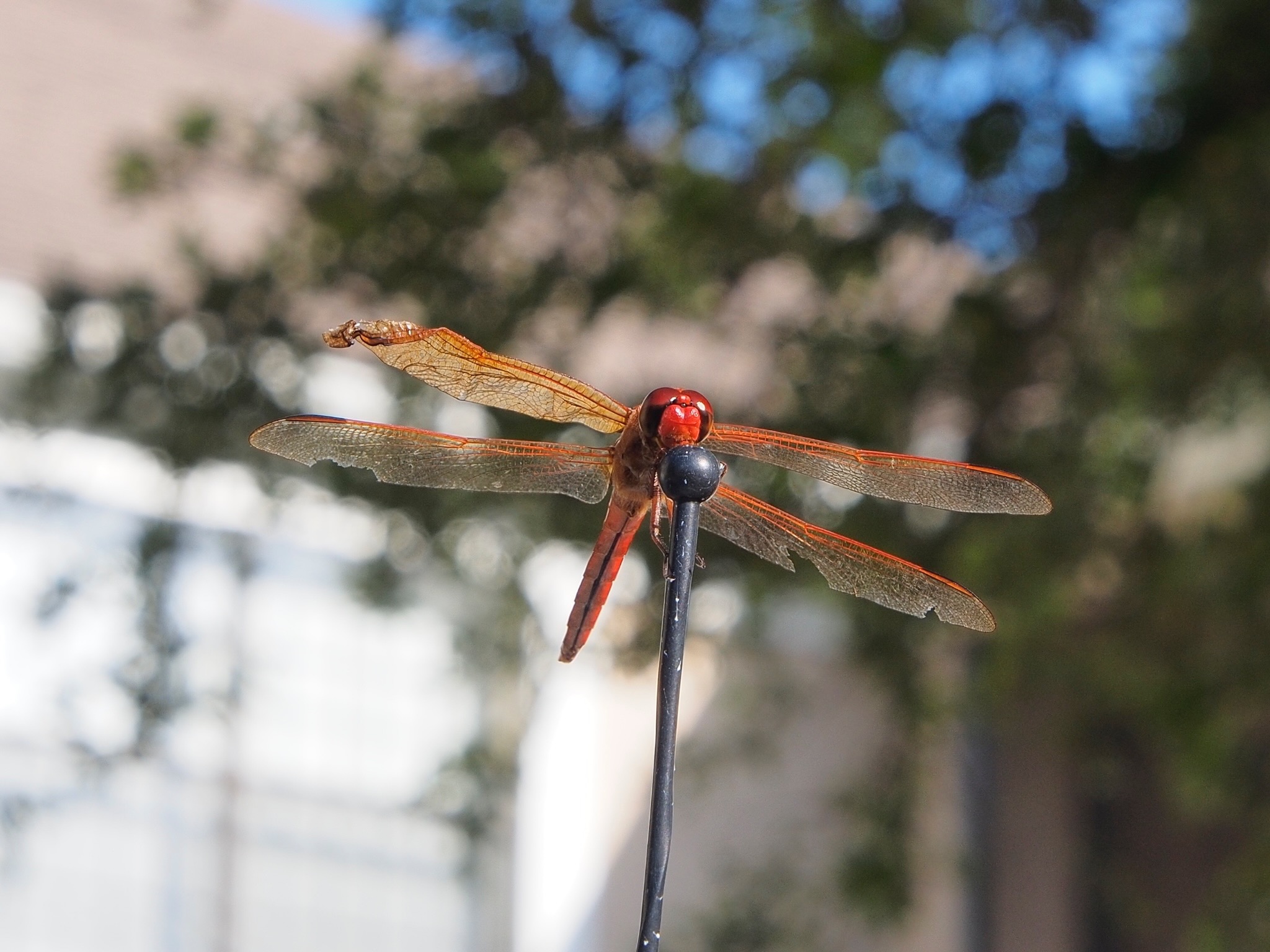 Photo of a Red Dragonfly with some very beat-up wings.