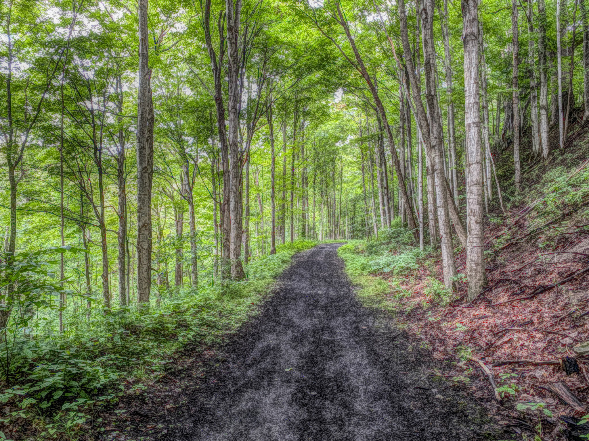 Stylized photo of a path in the woods.