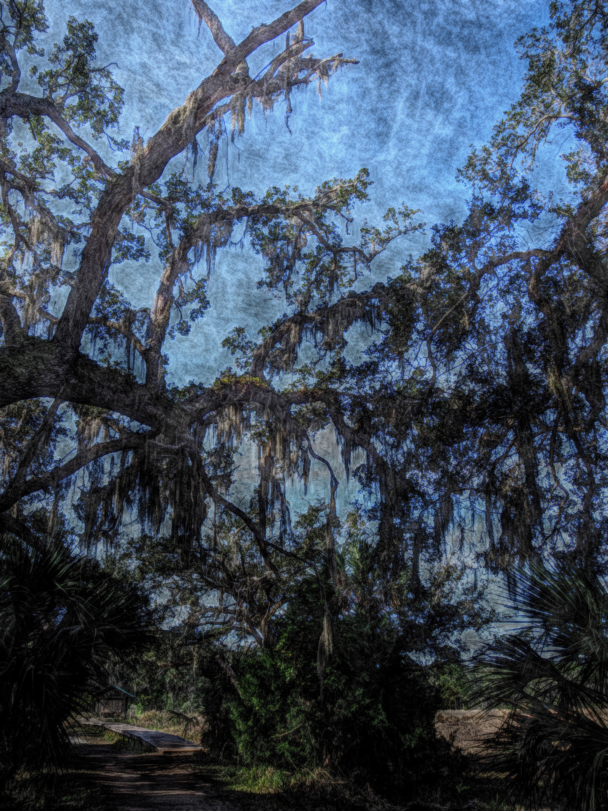 Stylized photo of a gnarled oak tree covered with Spanish Moss.
