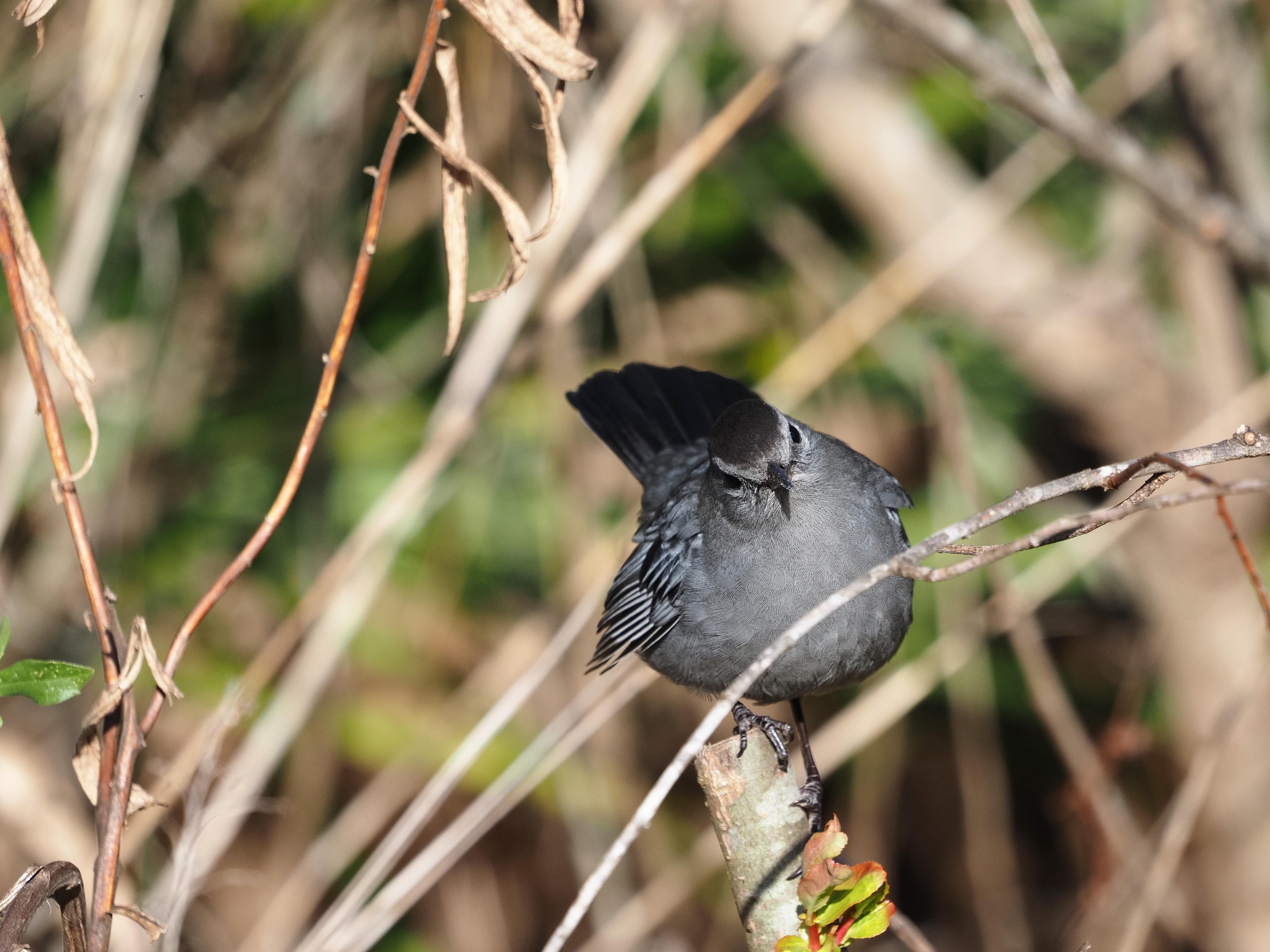 Photograph of a Gray Cat Bird perched on a branch.