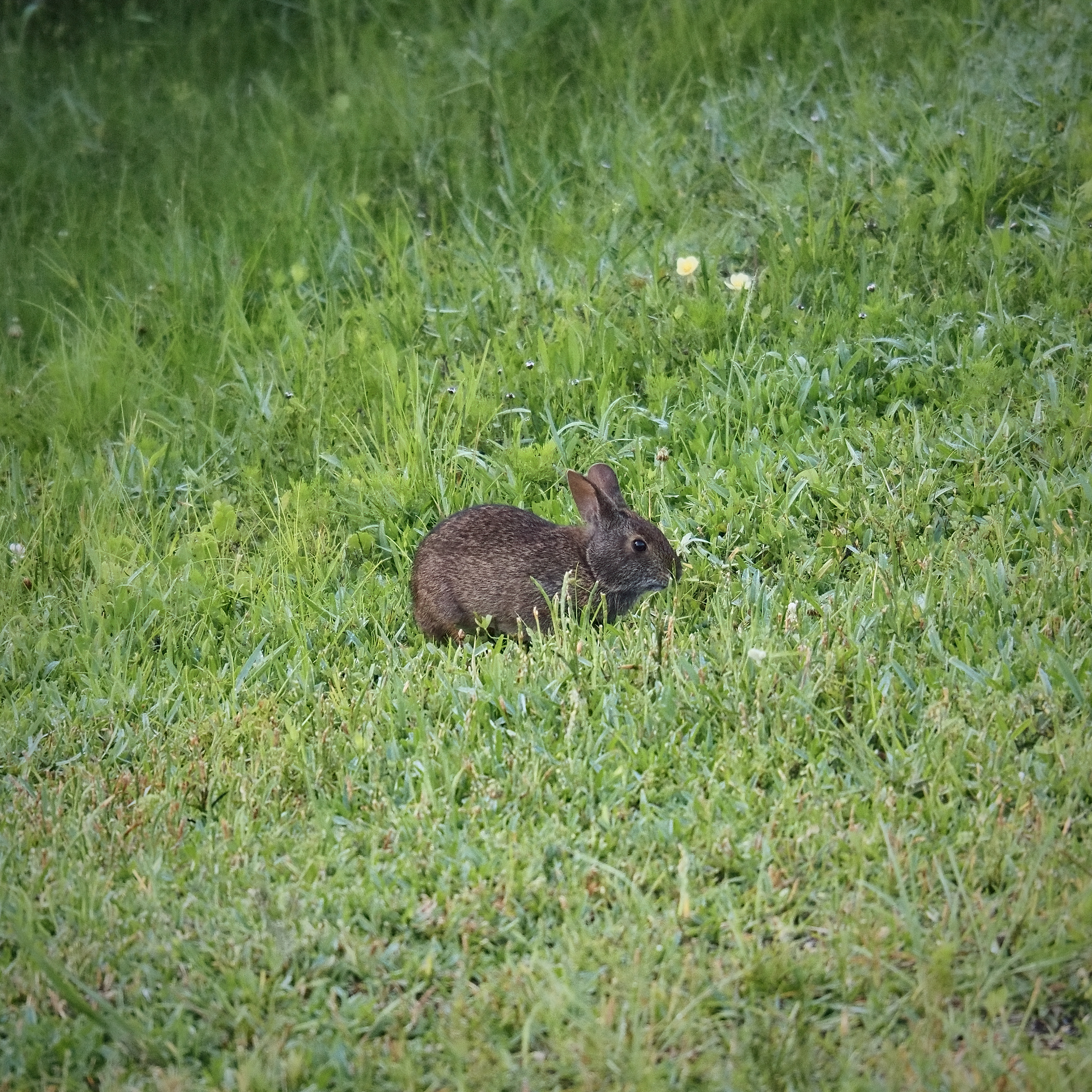 A rabbit in the grass.