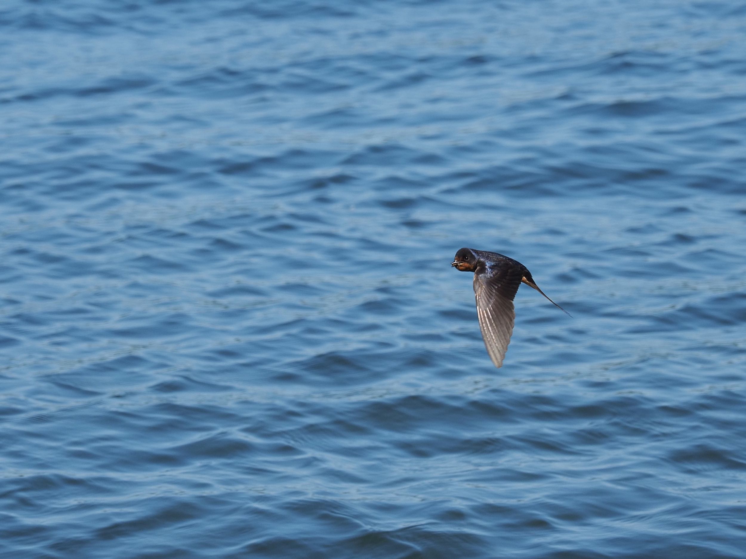 A Barn Swallow with a fly in its beak in flight over Cayuga Lake