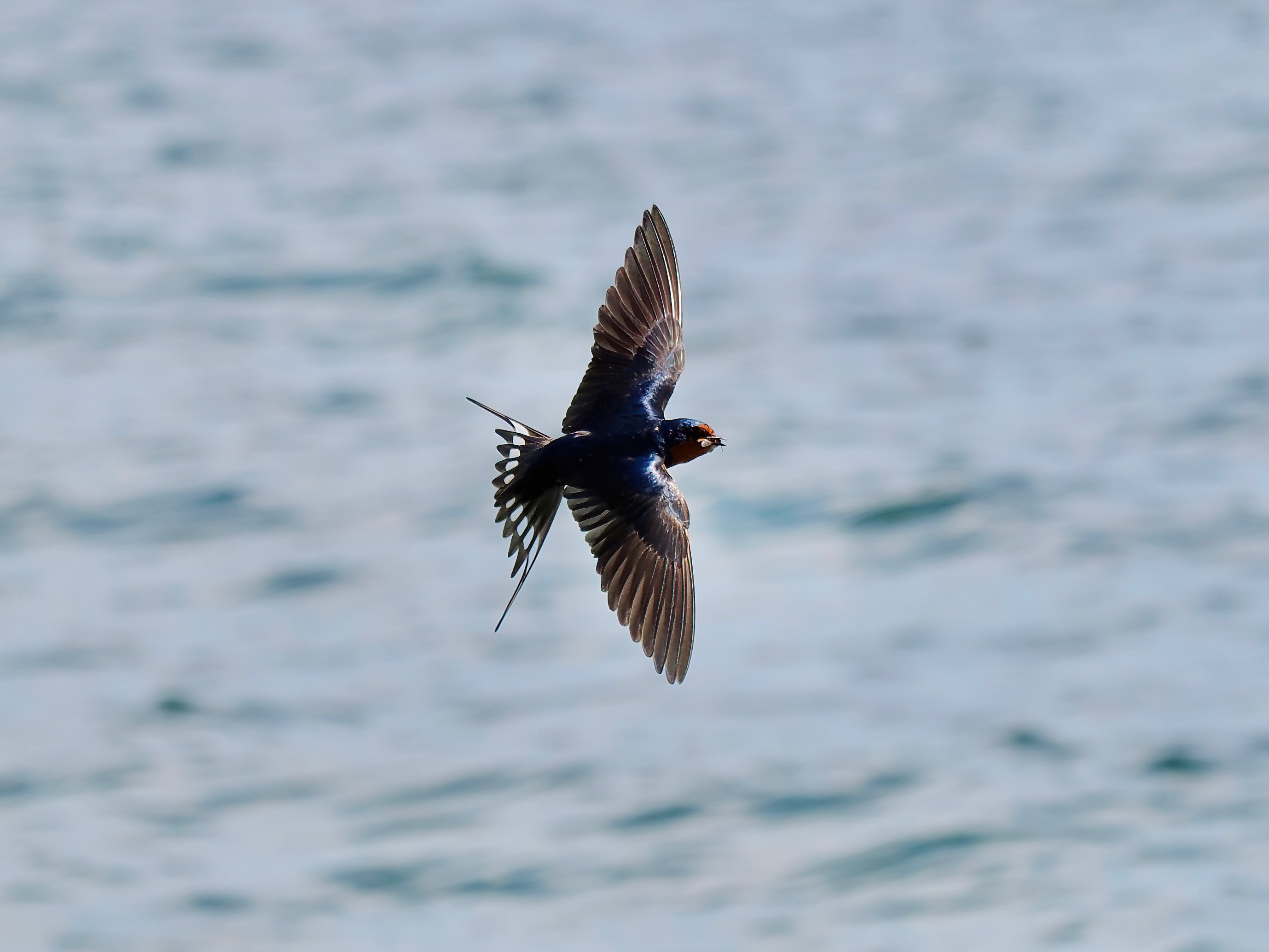 Swallow with a winged insect in its beak