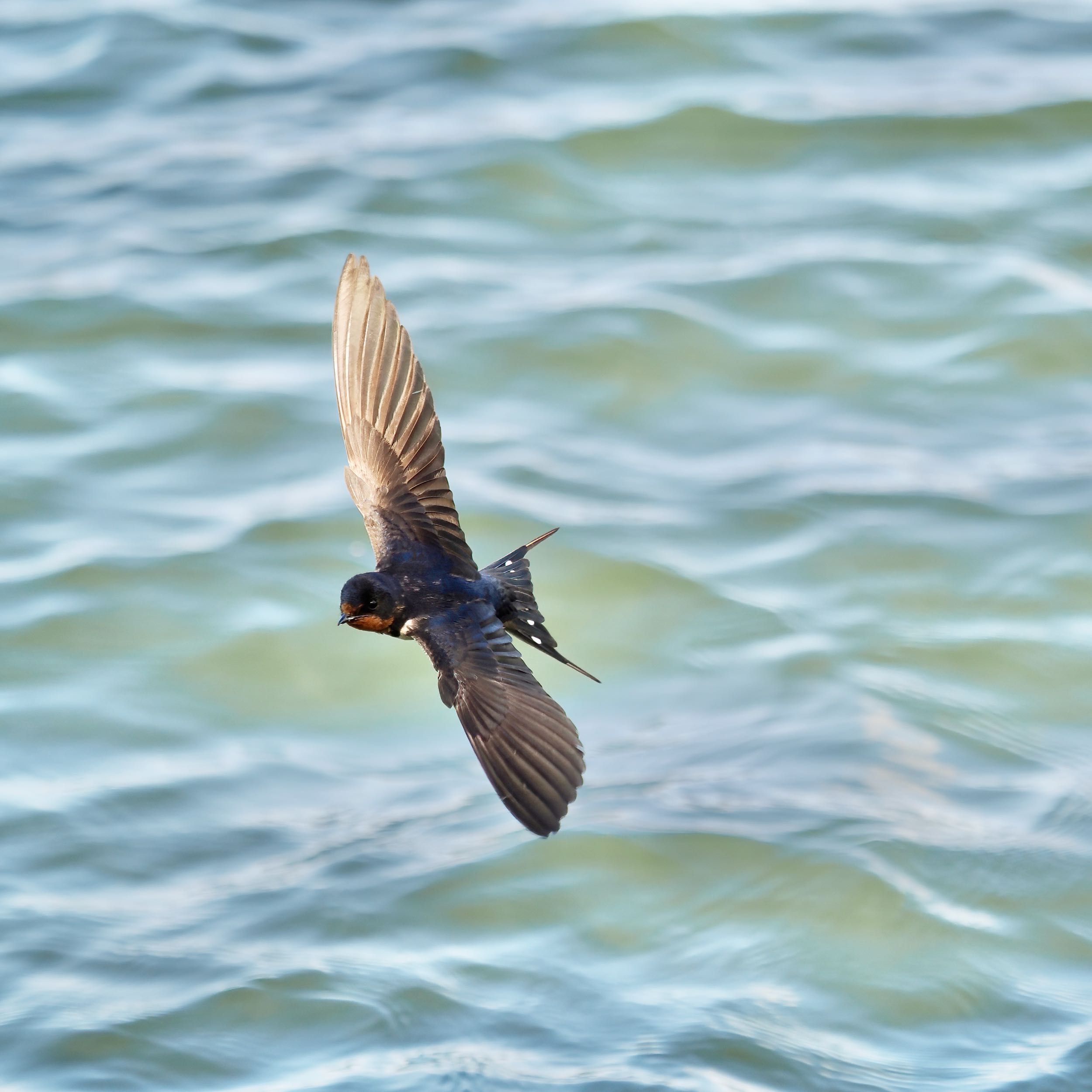 Barn swallow, wings spread in a left turn over water.