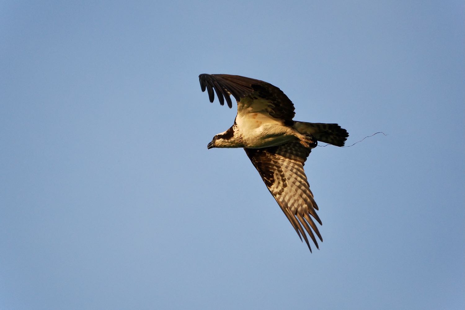 Closeup photo of an Osprey in flight against a blue sky.