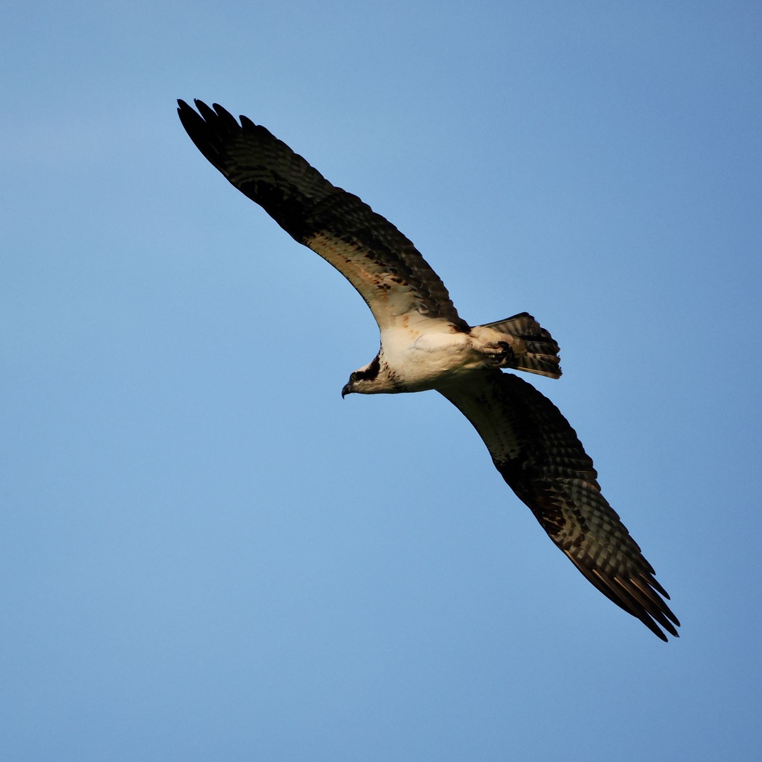 Another Osprey in flight with its wings spread wide.