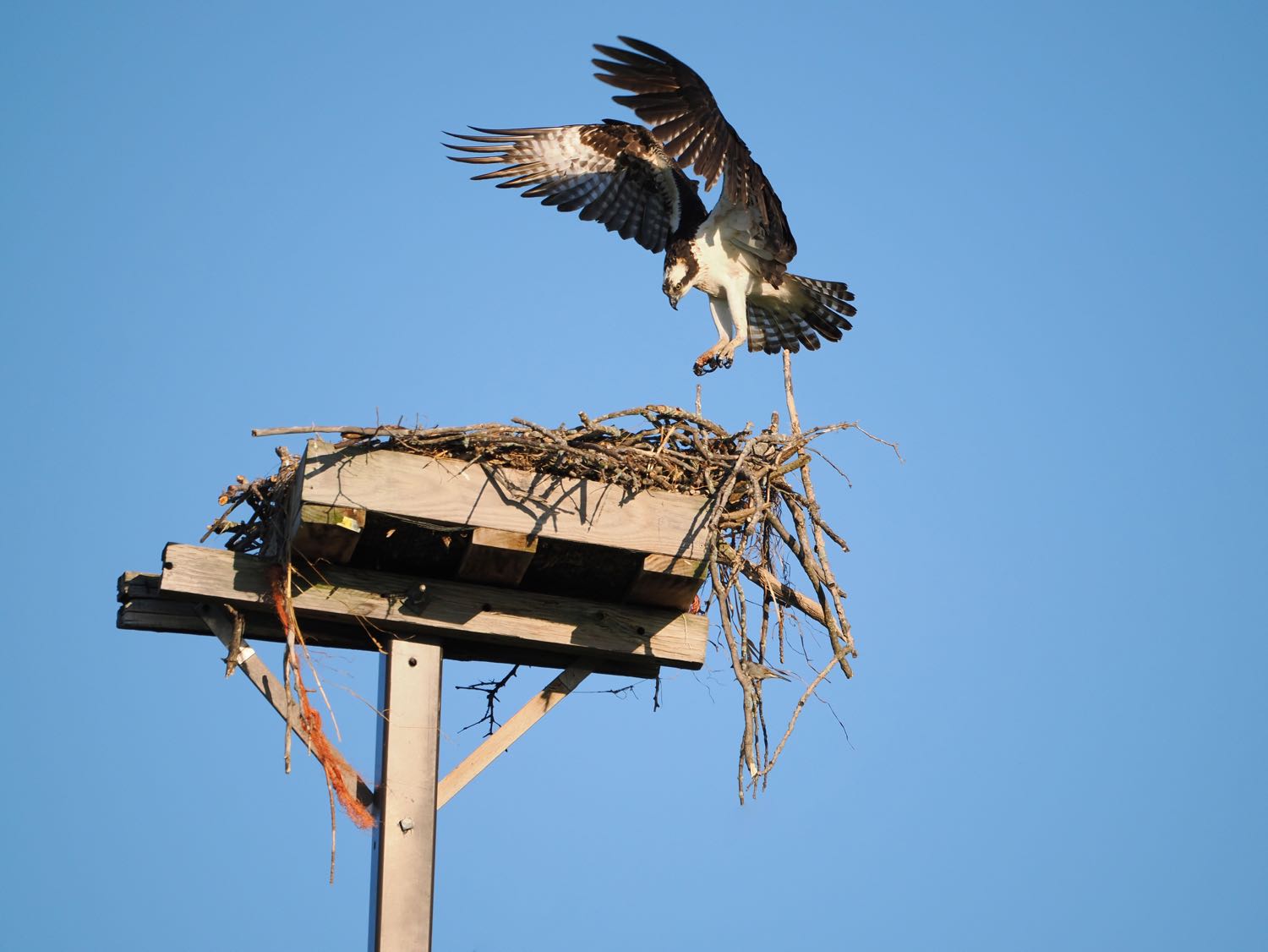 An Osprey landing at its nest, wings forward , talons out, head down, just before landing.