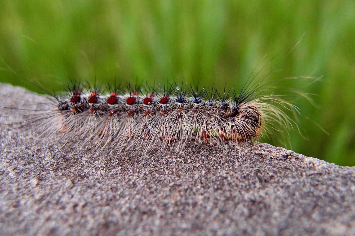 Spiny haired caterpillar with red bumps and blue bumps with black and white hairs protuding. White hairs on the side, black hairs from the top. Red bumps in the back two thirds, red bump in the front third. Long black and white hairs from the front.