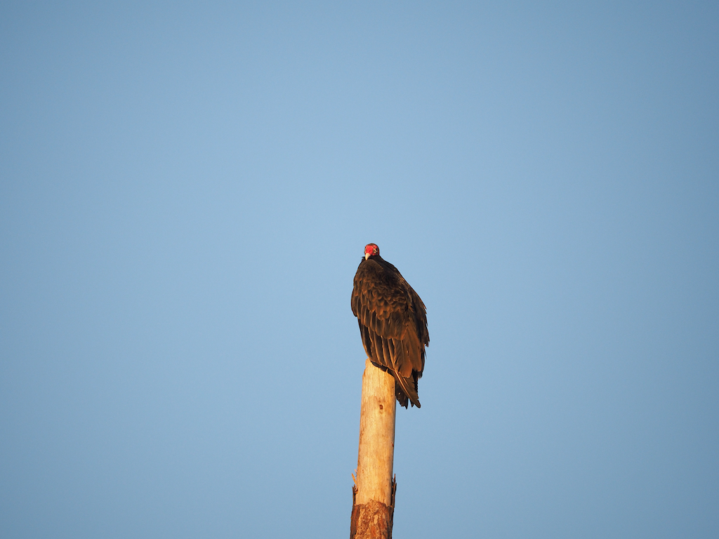 Large black Turkey Vulture with red head perched atop a dead tree