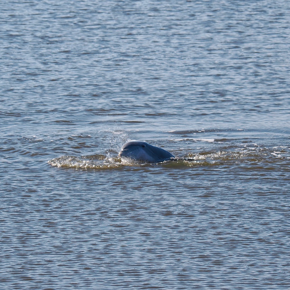 Photo of a dolphin's head above the water.