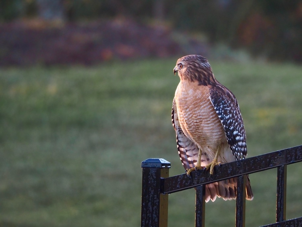Closeup photo of a hawk perched on a metal fence, looking to its right with the morning sunlight reflected in its left eye.