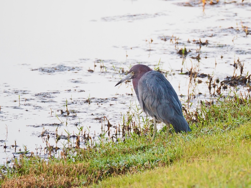 Closeup of a Reddish Heron staring into the water.