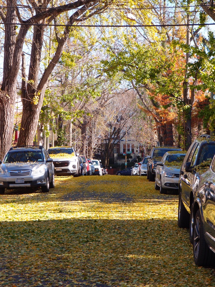 Photo of a street filled with Ginkgo tree leaves. Ginkgo trees all lose their leaves on the same day.
