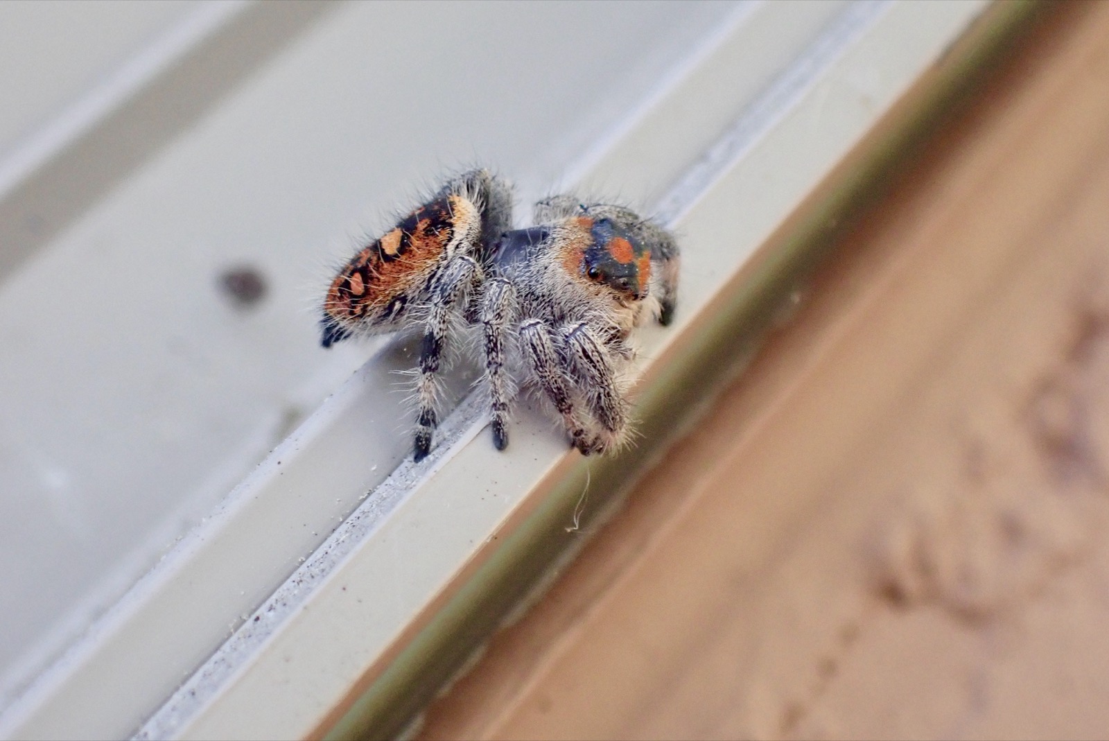 Photo of a regal jumping spider on a window frame. Right profile, orange and black, right four legs visible, multiple eyes