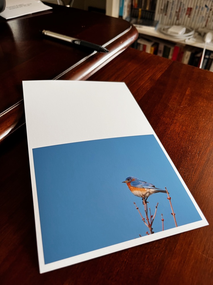 Photo of printed card stock with a bluebird perched on a limb against a blue sky