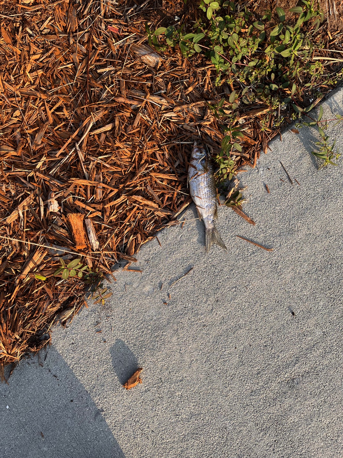 Photo of a dead fish lying on the sidewalk, probably dropped by an osprey