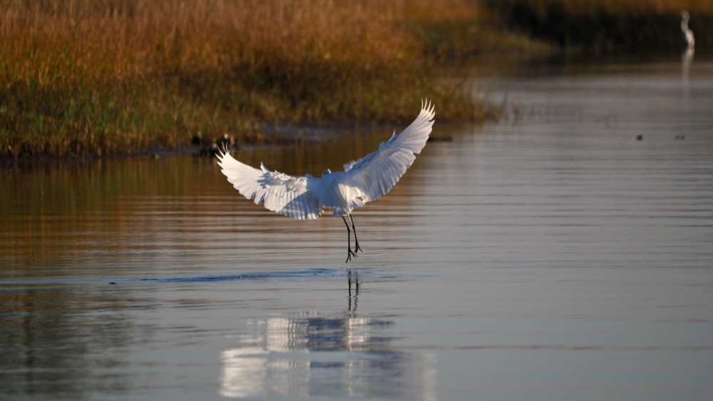 Egret landing in the Tolomato River, wings spread wide, feet just above the water, facing away from the camera.