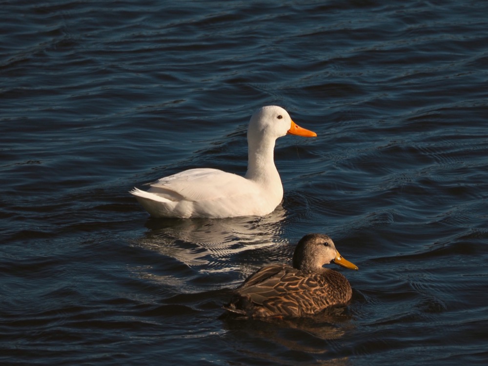 Photo of a large white duck in the water next to a female mallard. 