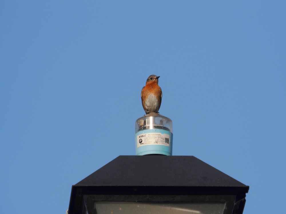 Eastern bluebird perched on top of a street lamp.