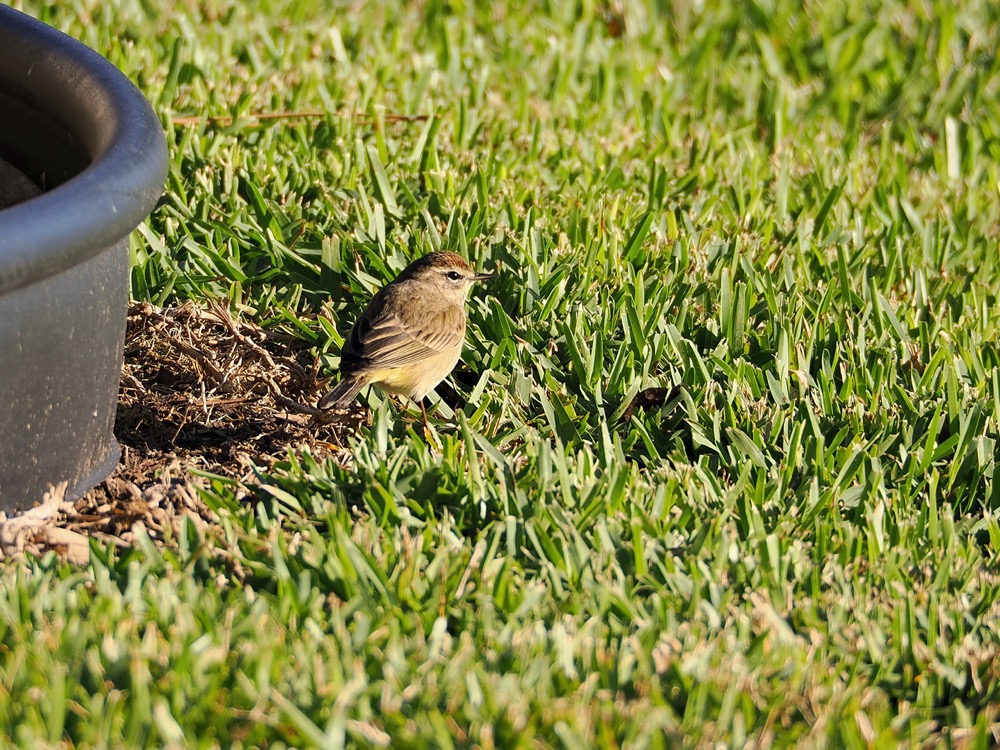 Tiny warbler in the grass looking right.