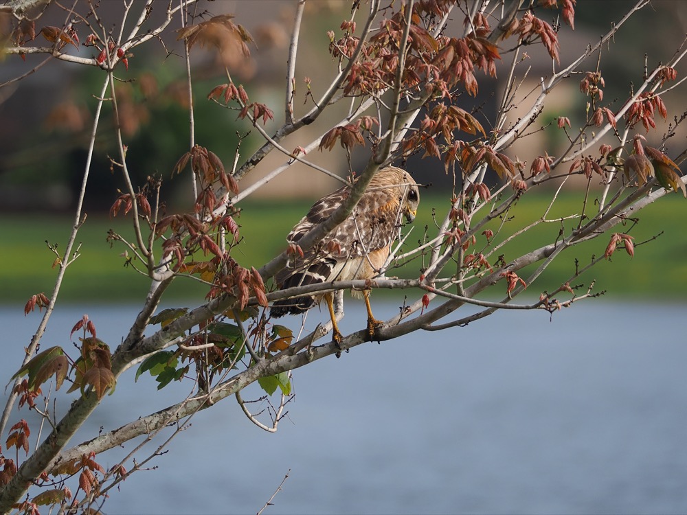 Hawk perched on the limb of a tree looking down at ground beside a pond in suburban Florida