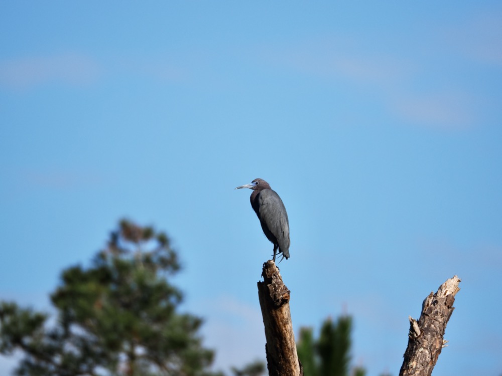 Little blue heron perched on a dead tree against a blue sky.