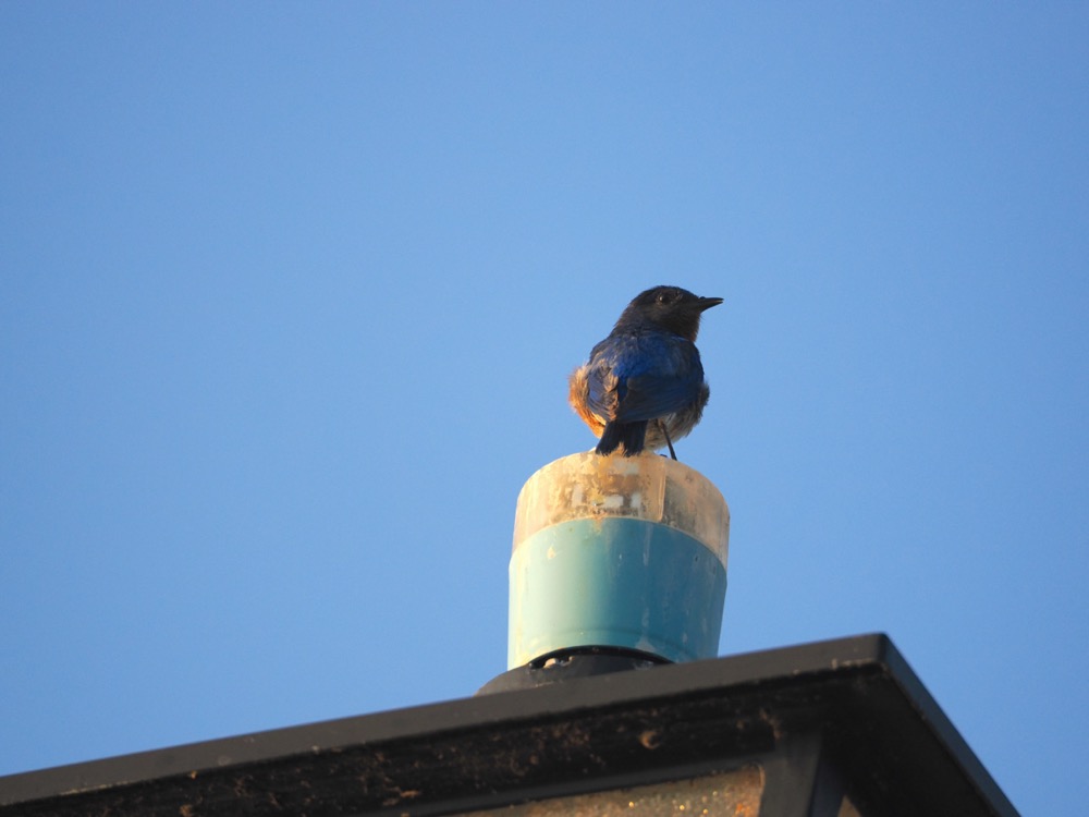 Closeup photo of a bluebird perched atop a light sensor on a street lamp against a blue sky