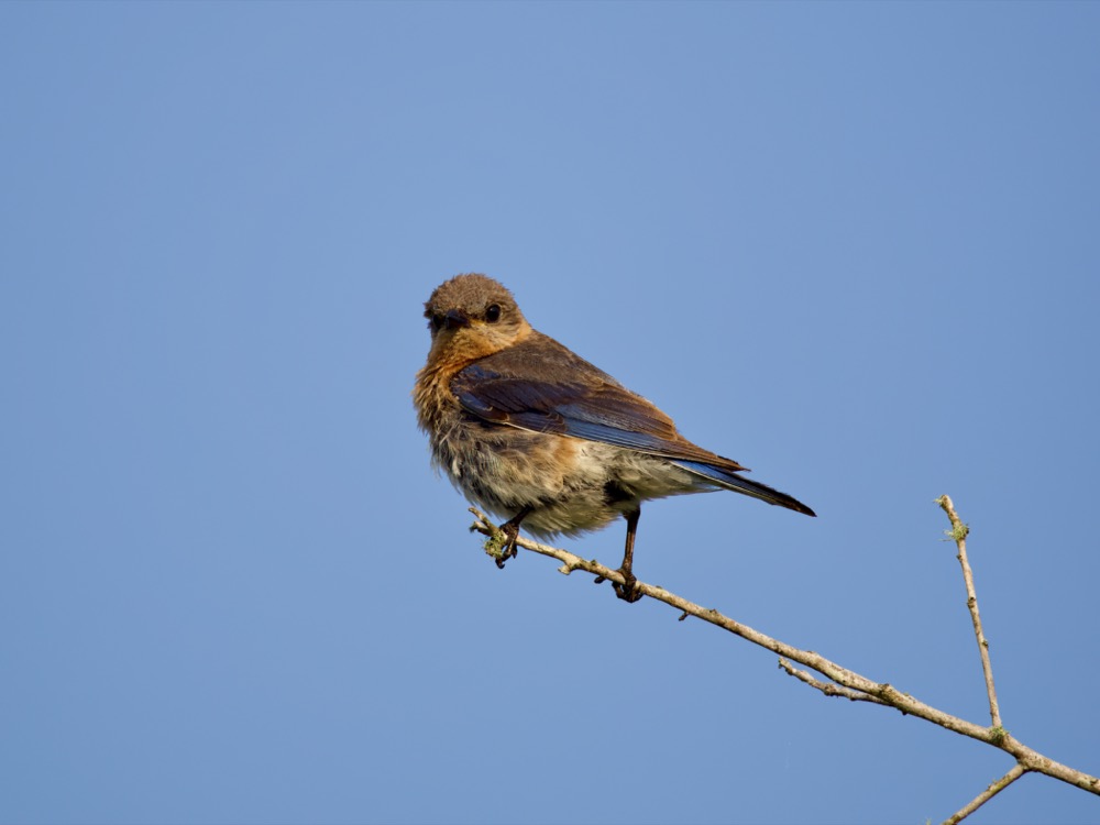 Bluebird perched on the end of a small branch peering back at the camera with ruffled feathers.