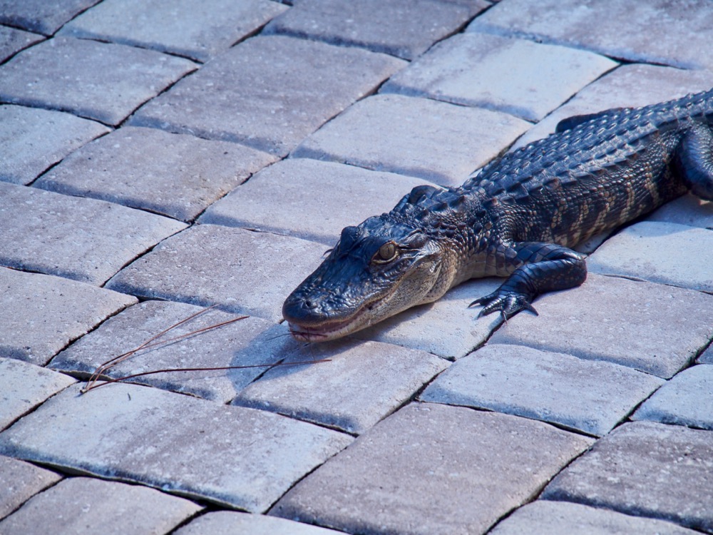 Closeup of a little gator on a paver patio
