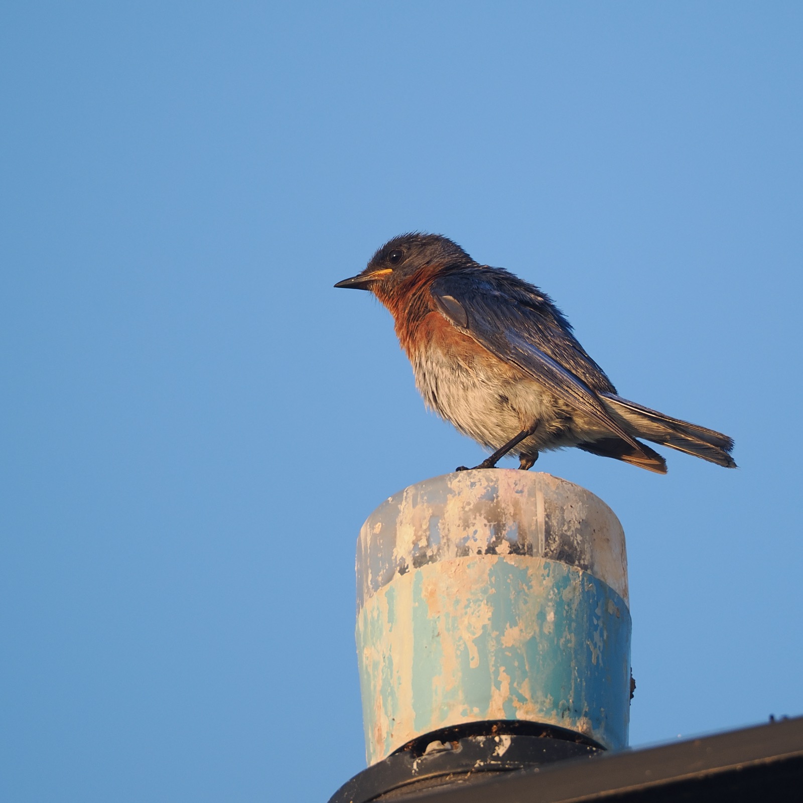 Closeup of a bluebird sitting on a lamp post light sensor against a blue sky.