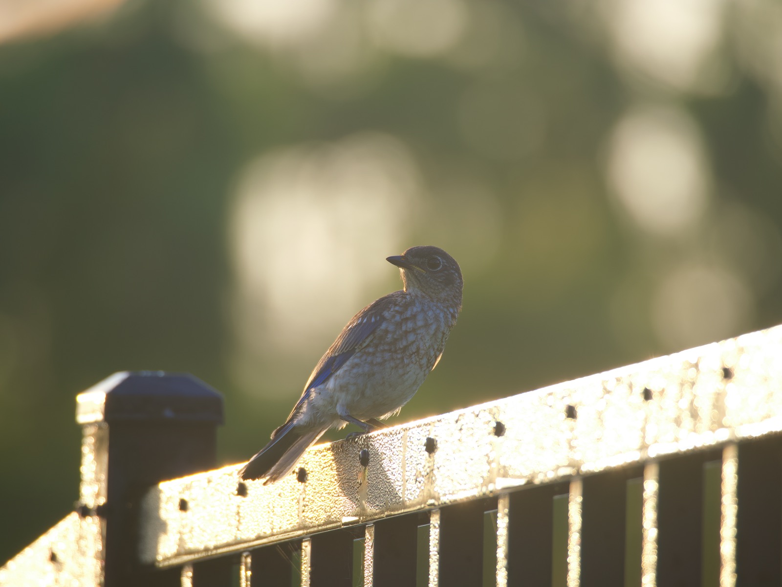 Bluebird perched on a metal fence rail looking over its wing at the camera, backlit, low contrast.