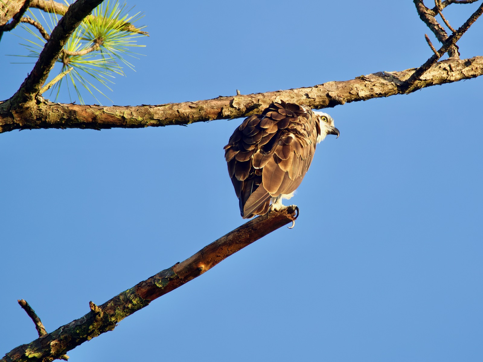 Telephoto closeup of an osprey perched on a dead limb of a pine tree with his back to the camera looking to the right.