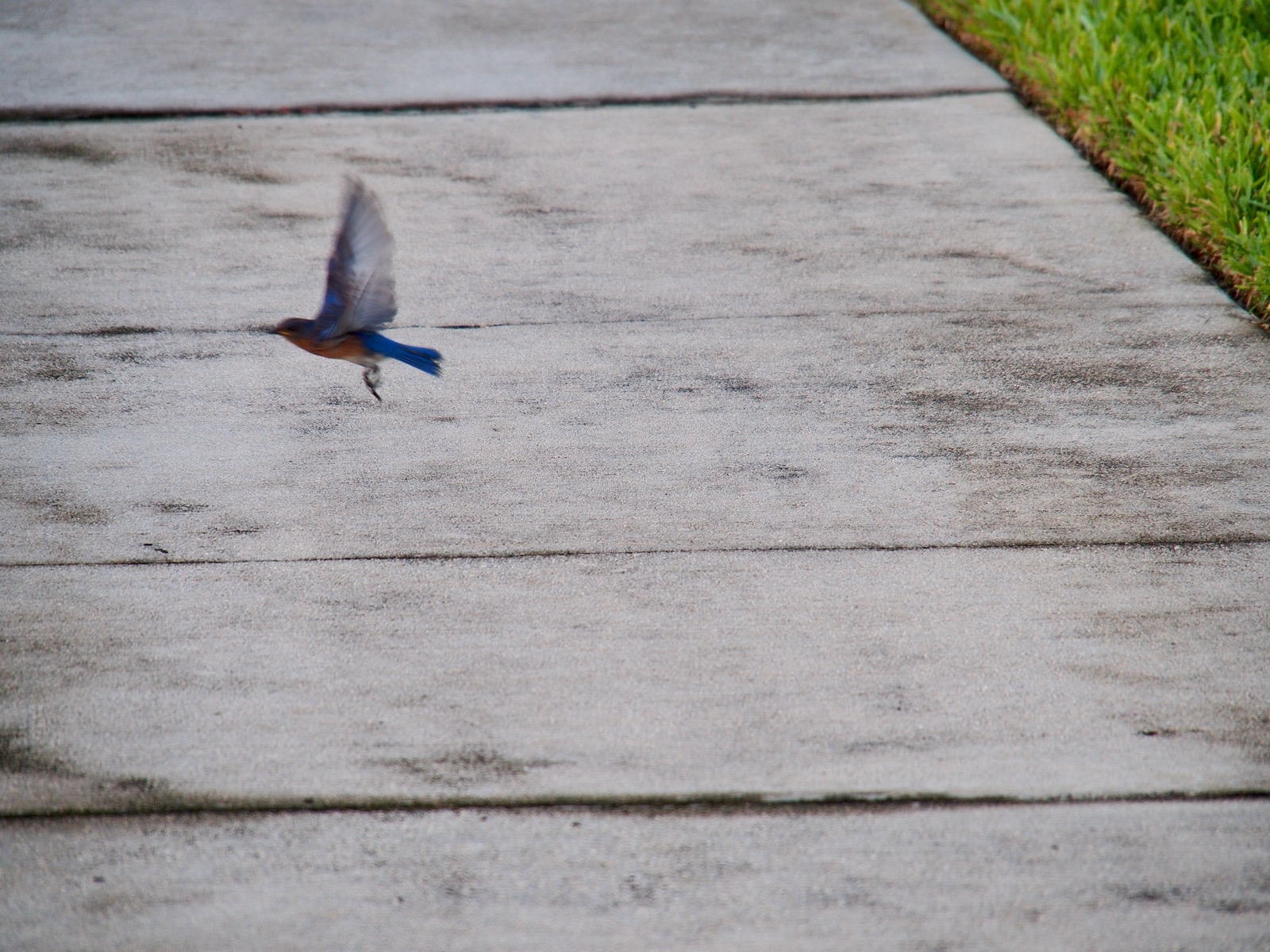 Bluebird taking flight in a blur from a sidewalk.