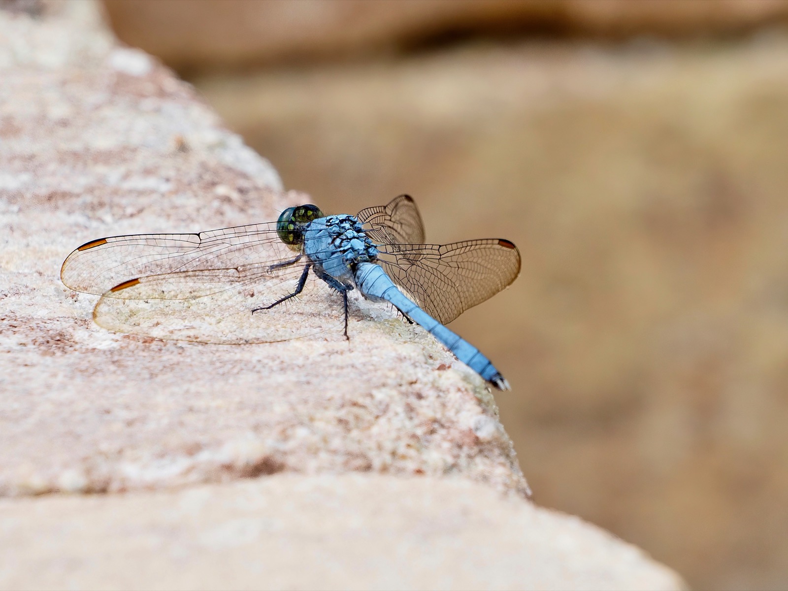 Closeup view of male eastern pondhawk dragonfly perched on a paver step.