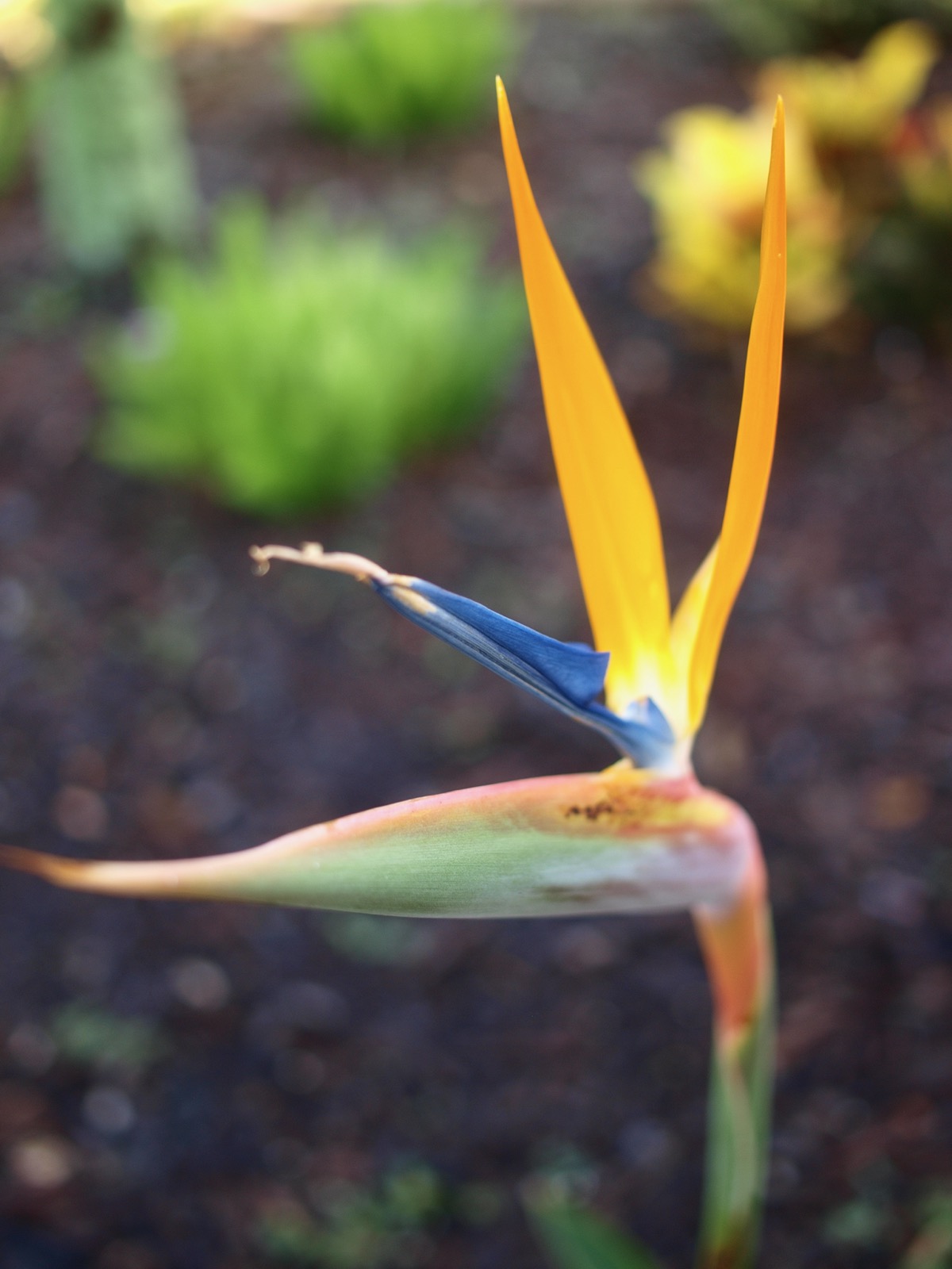 Blossom of a bird-of-paradise plant, two bright yellow-orange vertical petals, blue petals beneath and the red/green case below that.