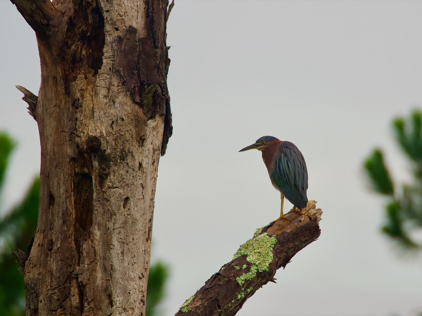 Green heron perched on the limb of a dead tree.