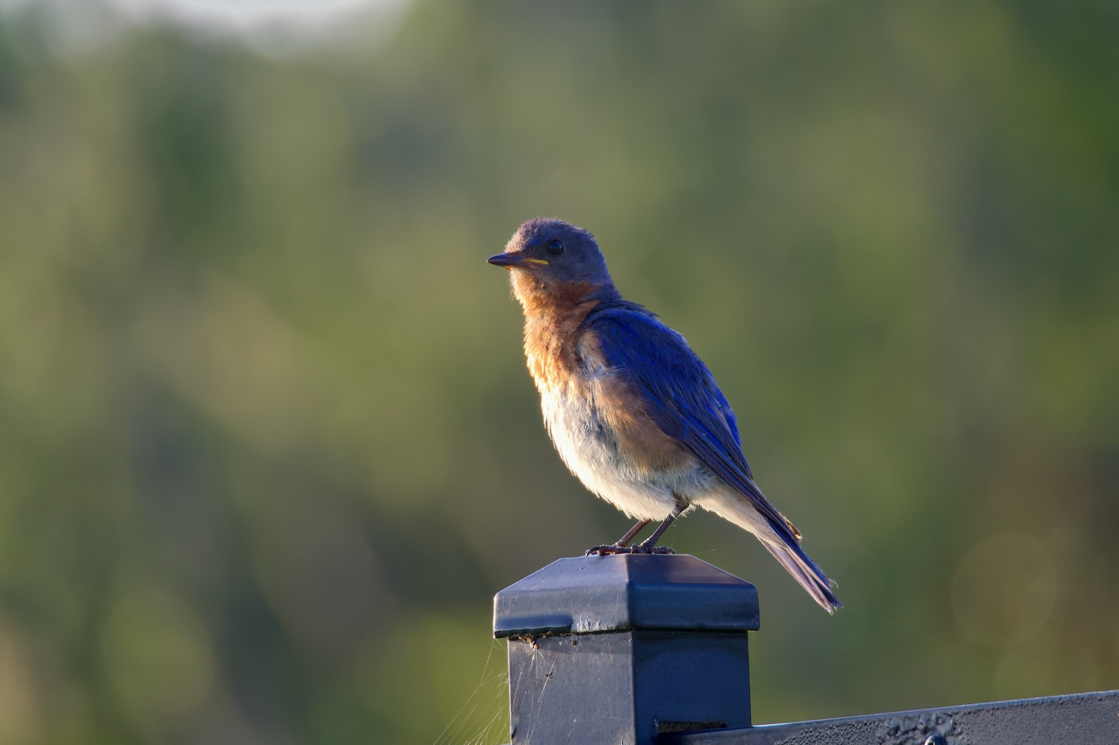 Telephoto closeup of a bludbird perched on a blue metal fence post.