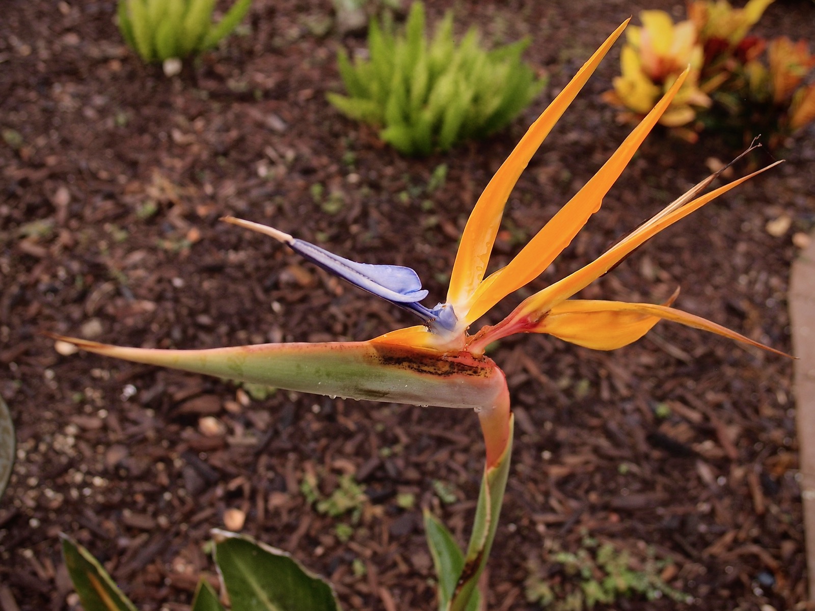 Closeup of a bird-of-paradise flower