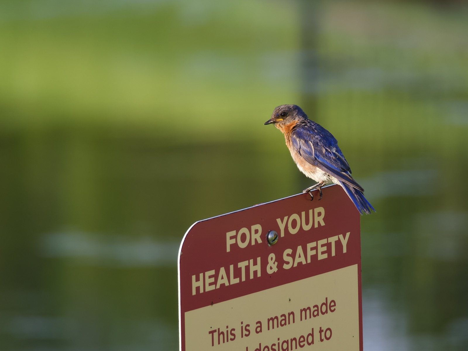 Telephoto closeup of an eastern bluebird perched on a warning sign adjacent to a retention pond.