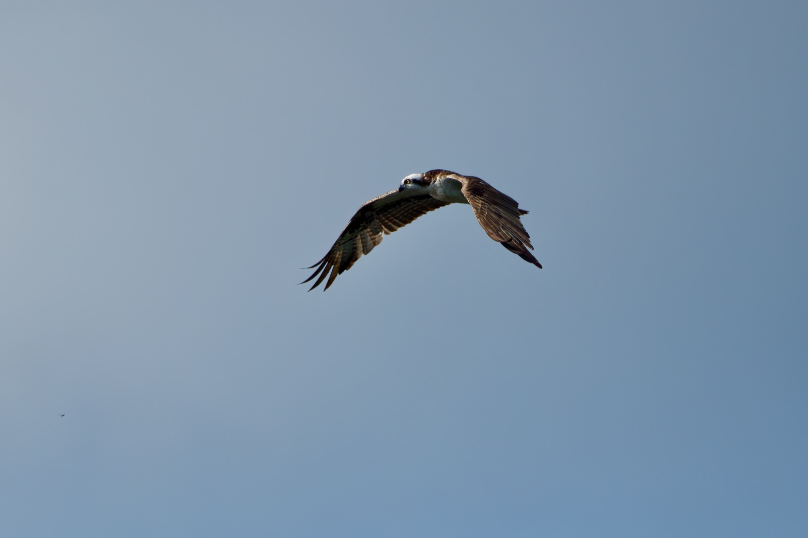 Osprey in flight against a blue sky, bird looking to the right of its flight path with sunlight illuminating the left eye.