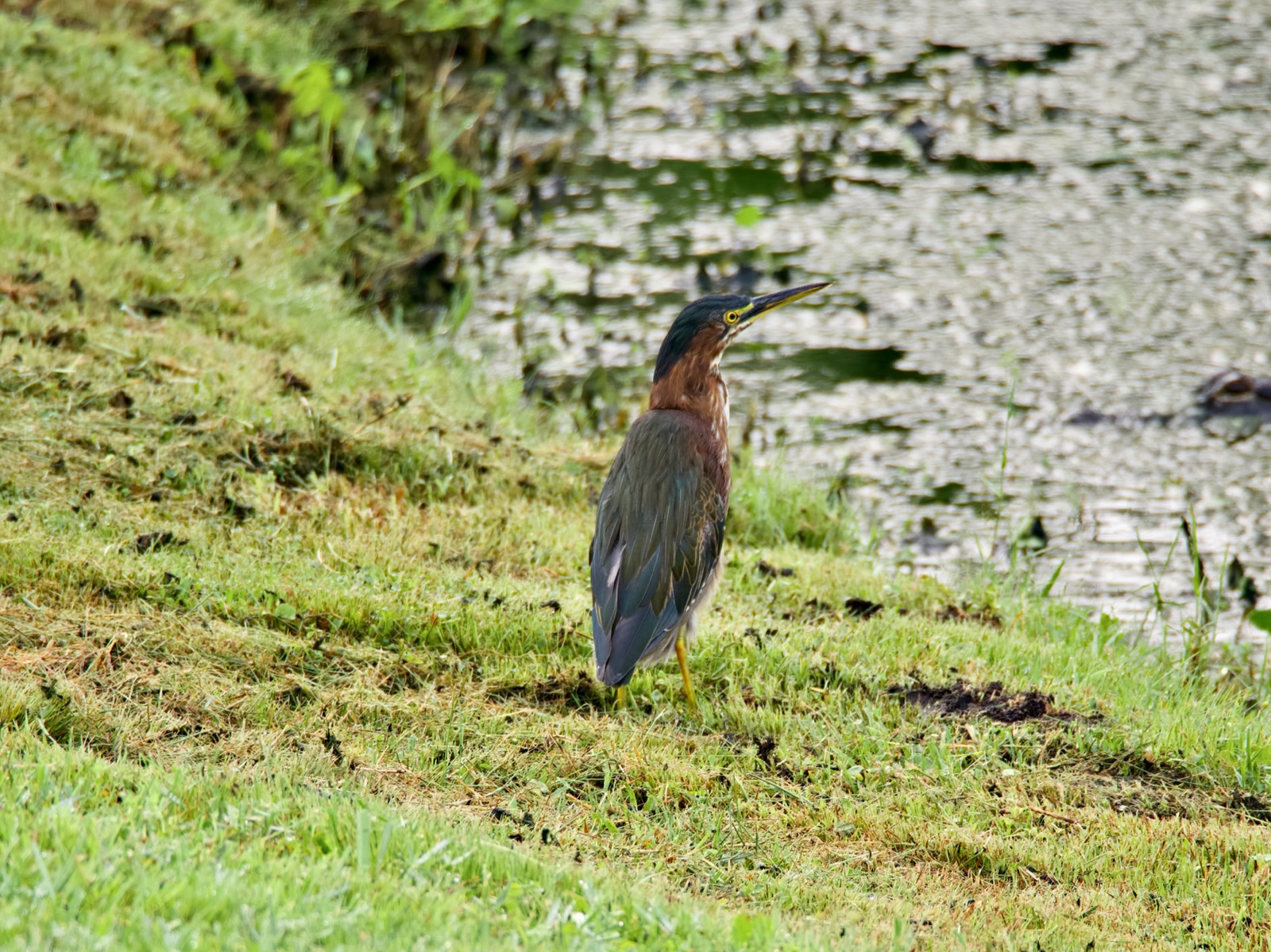 Telephoto closeup of a green heron at the edge of a pond.