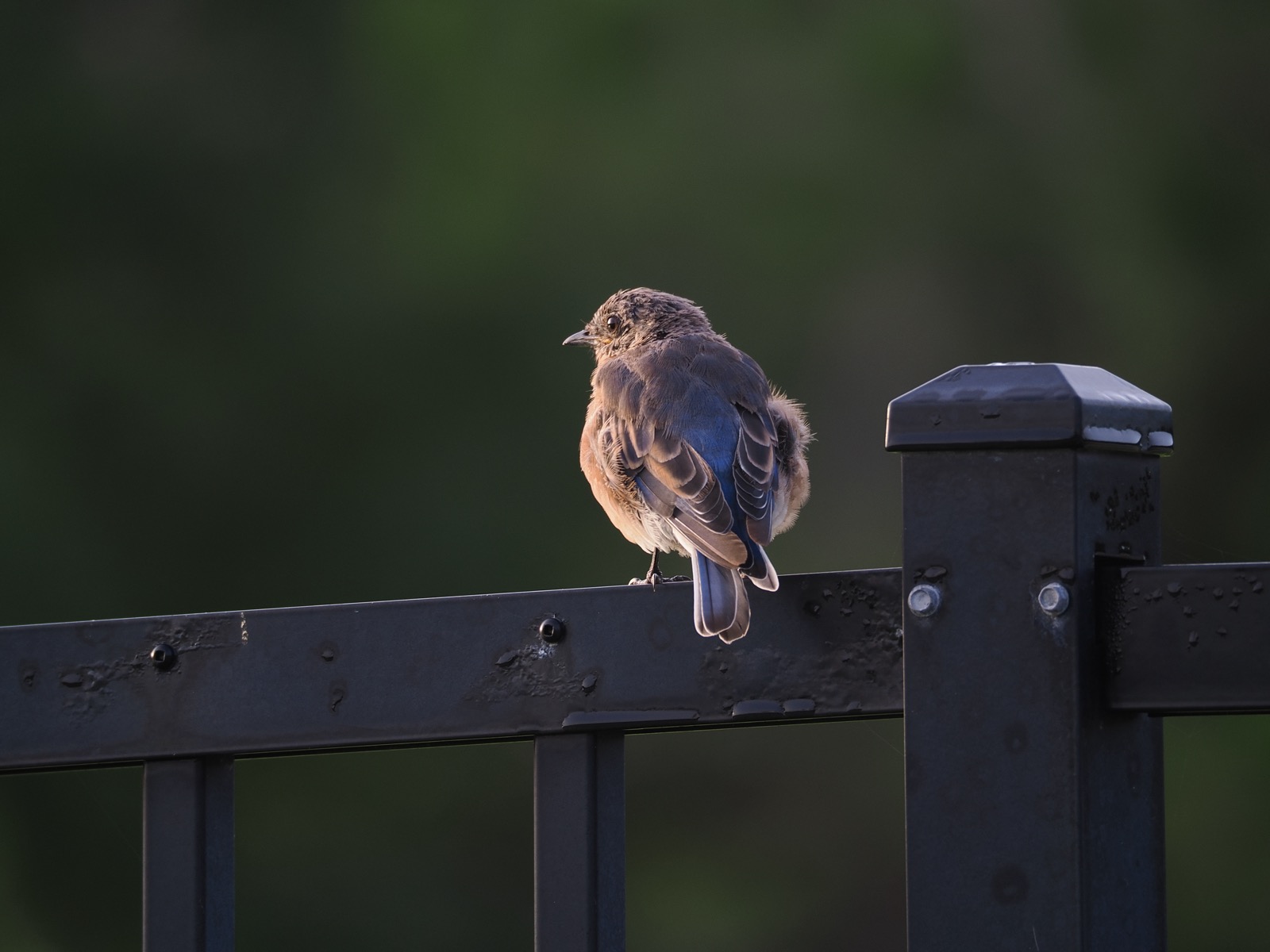 Telephoto closeup of a bluebird perched on a blue aluminum fence, back to the camera head left, sunlight reflected in left eye