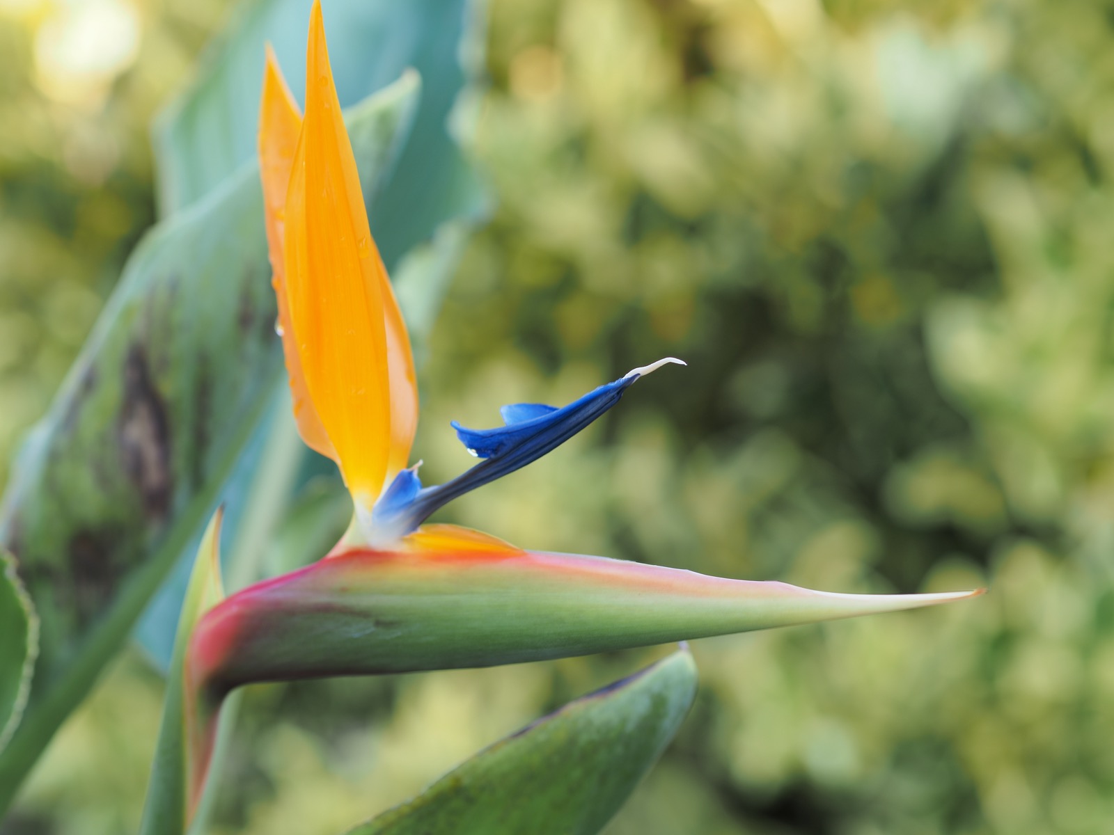 Closeup telephoto image of a newly-opened bird of paradise flower